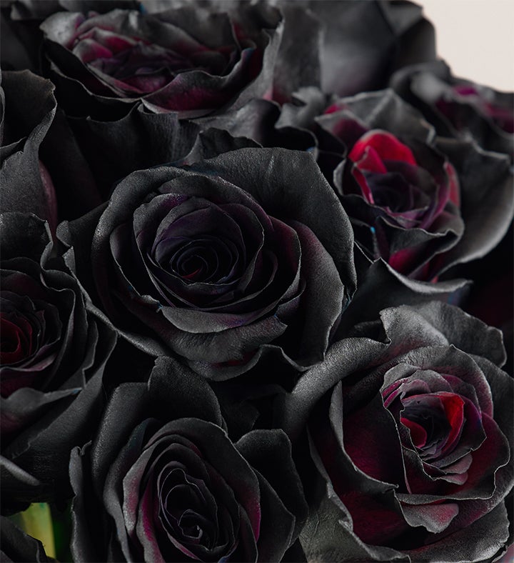 Midnight Romance Black Roses