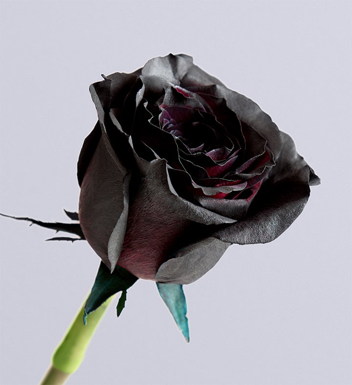 Midnight Romance Black Roses