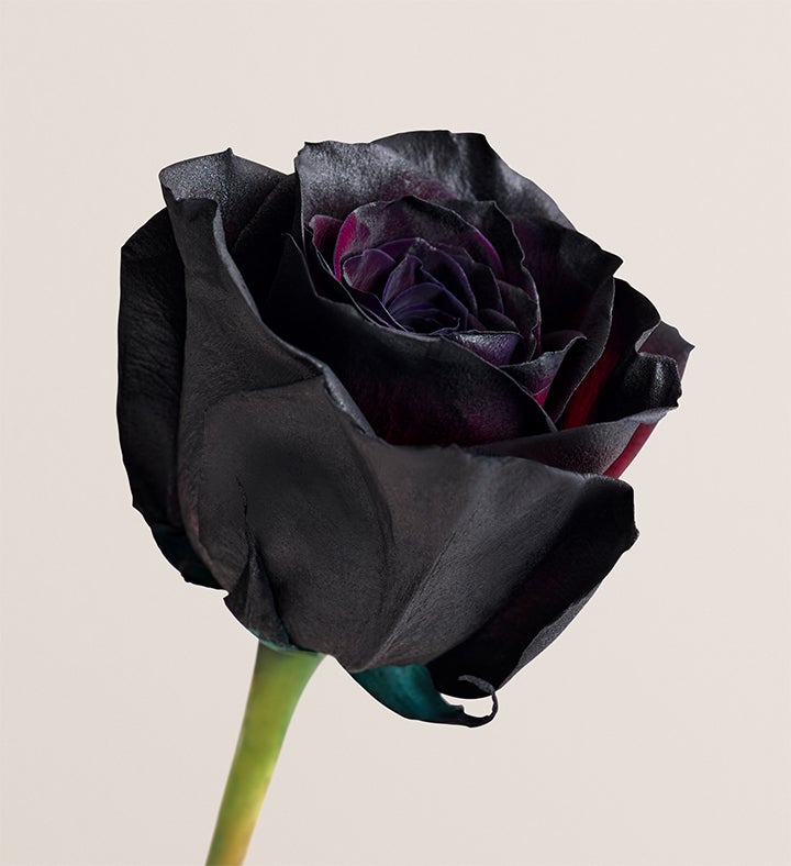 Midnight Romance Black Roses