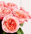 One Dozen Pink Garden Roses