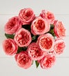 One Dozen Pink Garden Roses