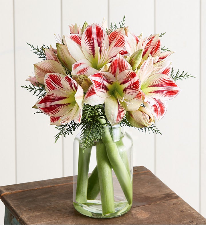 Peppermint Amaryllis Bouquet