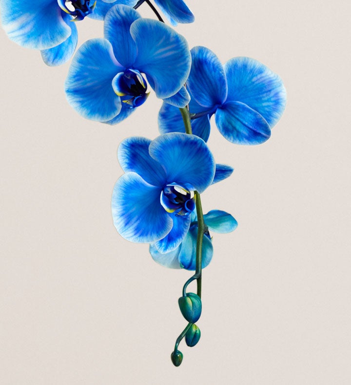 Double Blue Orchid Plant | 1800Flowers.com