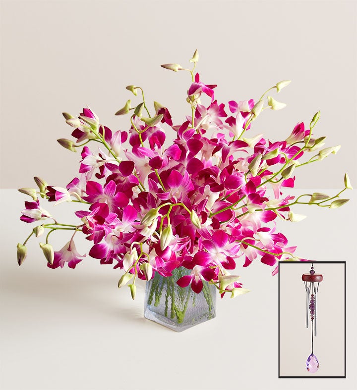 Exotic Breeze™ Orchids