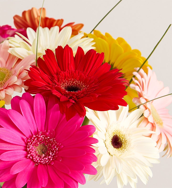 Gerbera Daisies with New Horizons Vase