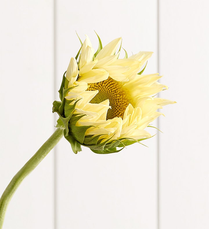 Sunflower Radiance Bouquet