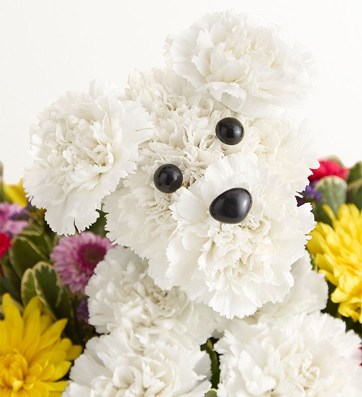 Party Pooch™ | Fun Birthday Flower Arrangments | 1800Flowers