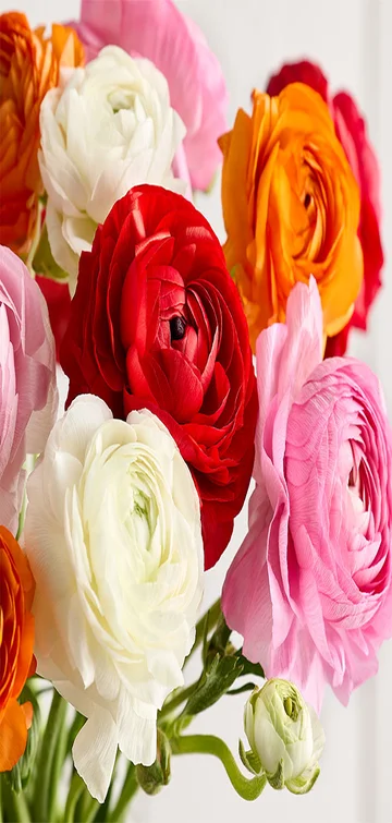 Radiant Ranunculus Bouquet