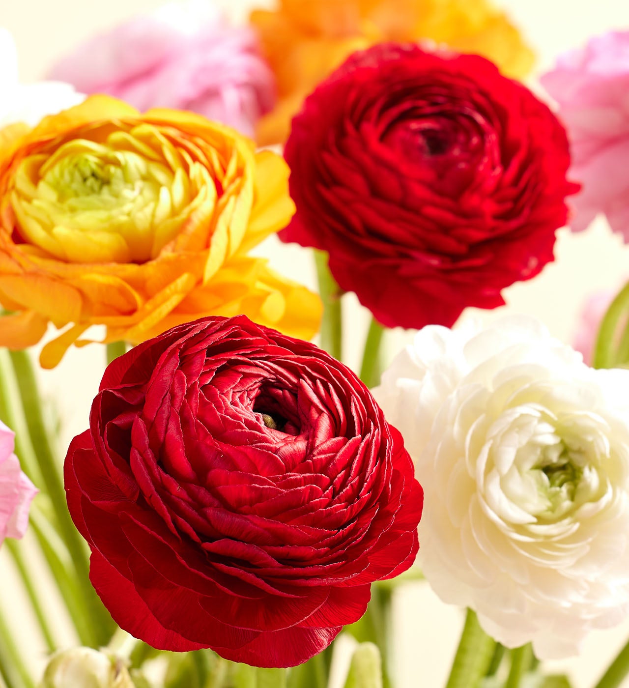 Radiant Ranunculus Bouquet