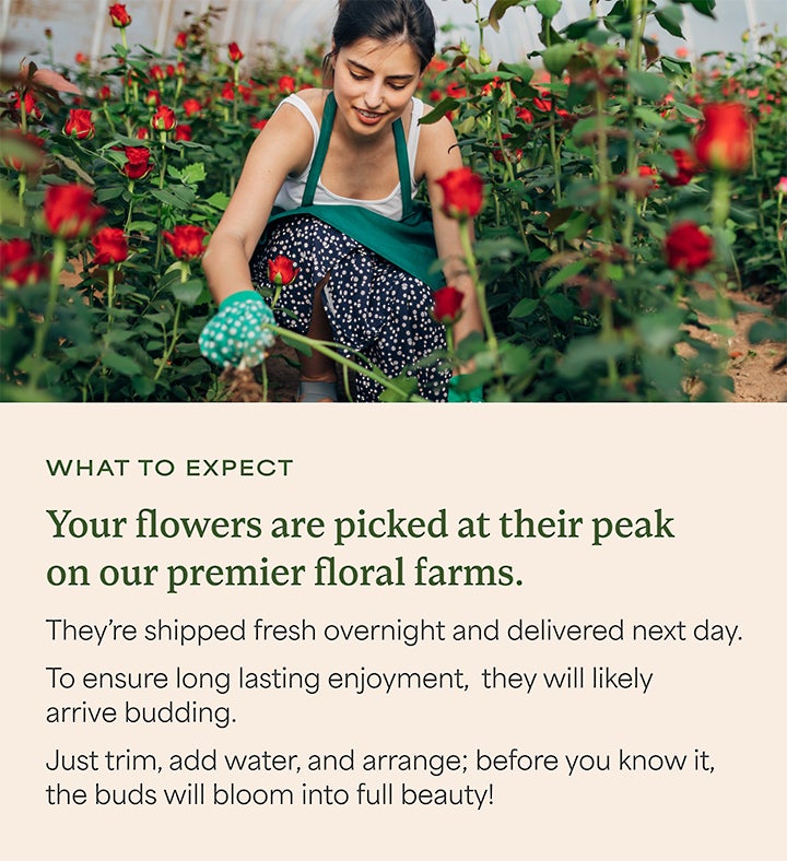 Bouquet of the Month: Two Dozen Red Roses