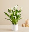 Sophisticated White Calla Lily