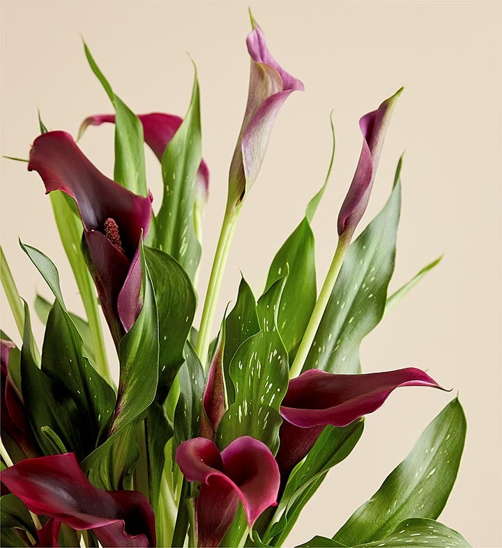 Elegant Calla Lily