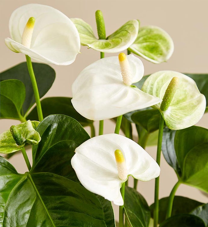 White Anthurium for Sympathy