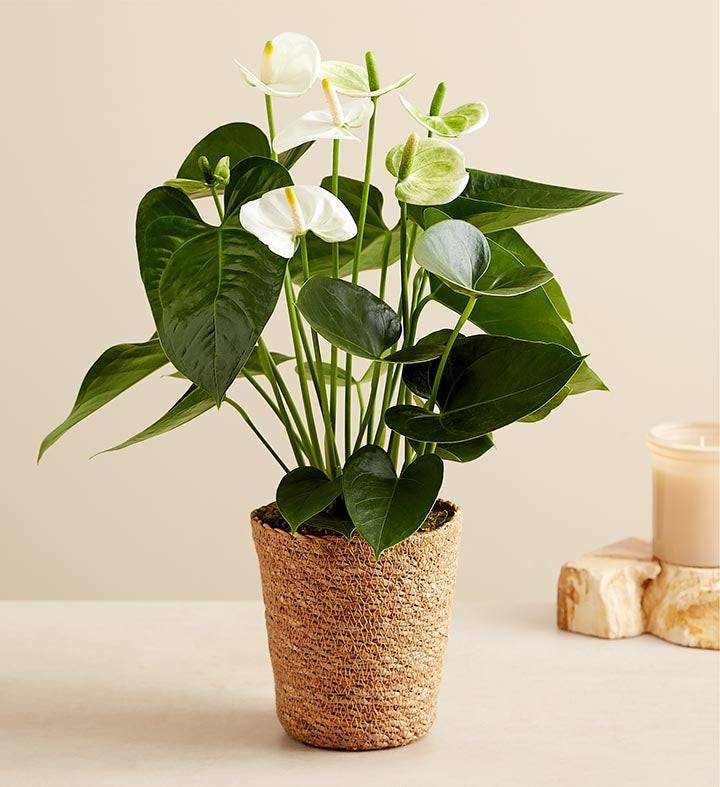 White Anthurium