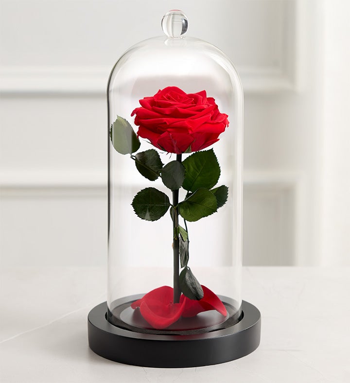 Magnificent Roses® Beauty & the Beast Cloche