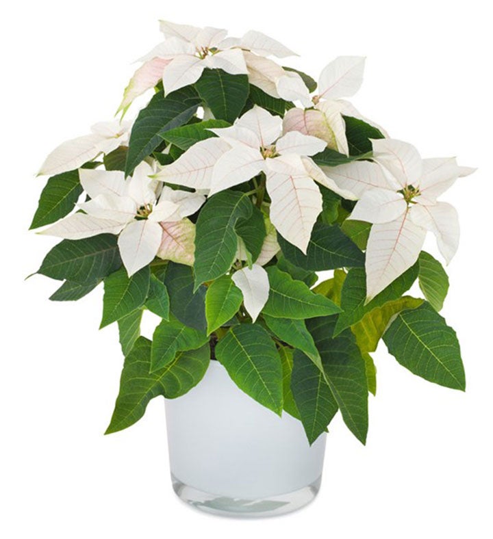 White poinsettia plant