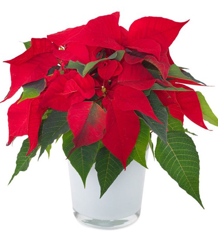 Red Poinsettia Plant
