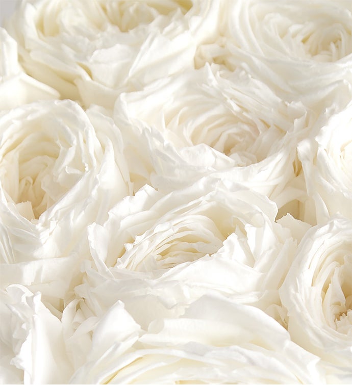 LoveShackFancy Love In Bloom Preserved Magnificent Roses®