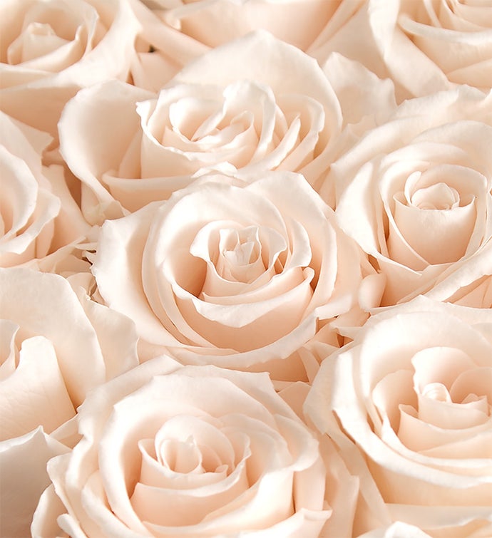 LoveShackFancy Fairytale Forever Preserved Magnificent Roses®