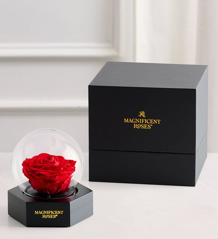Magnificent Roses® Preserved Illuminating Rose