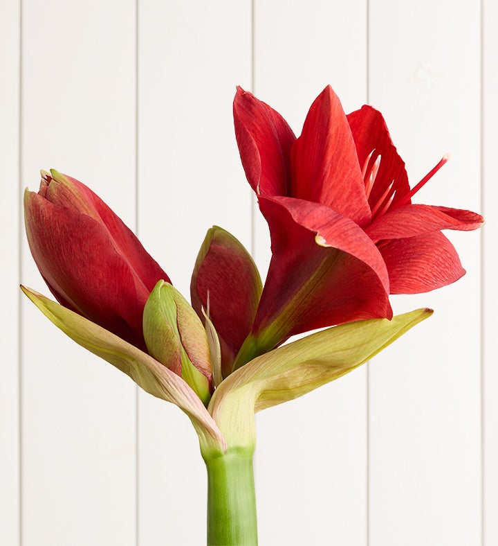 Holiday Party Bouquet™