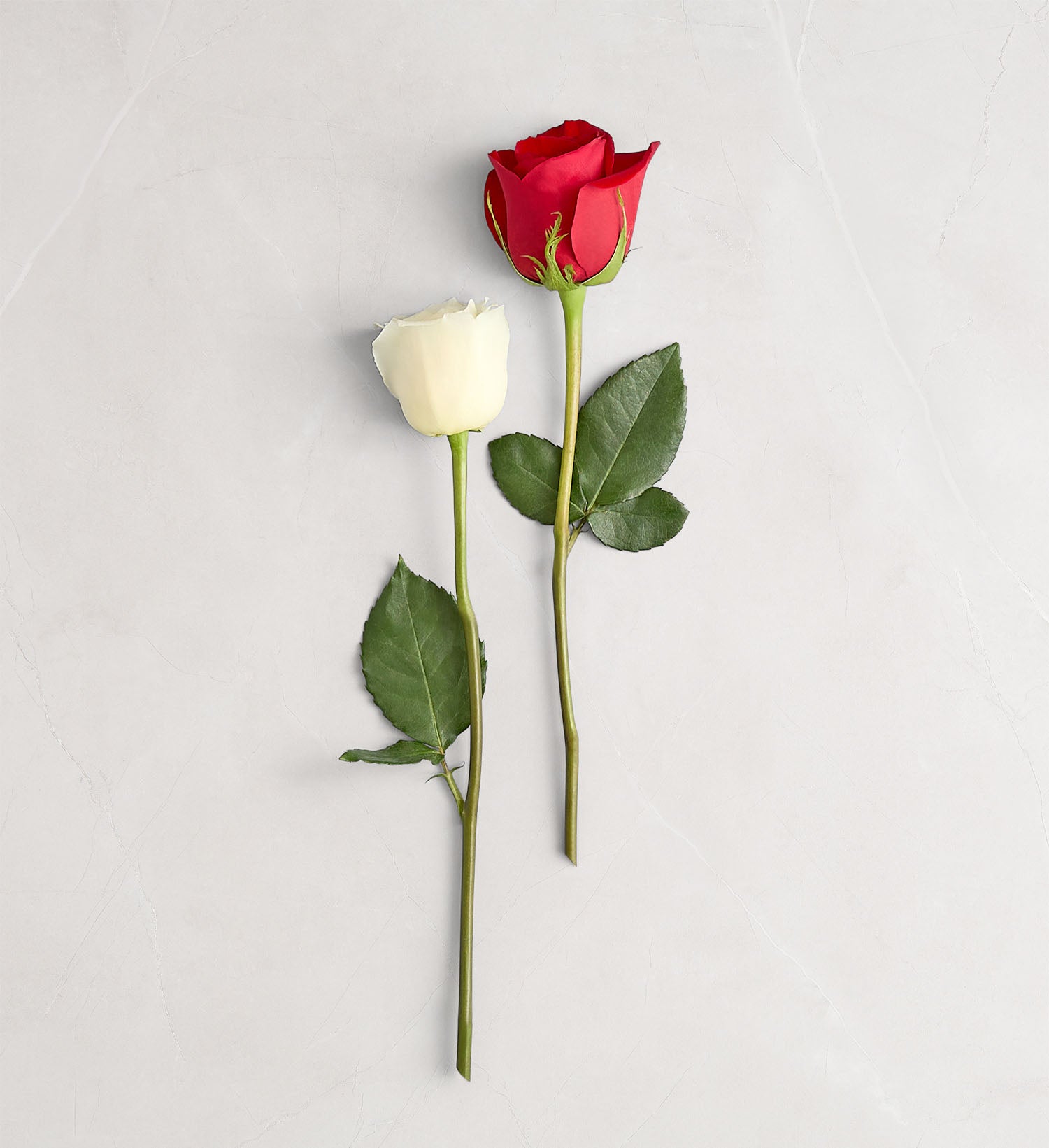 Candy Cane Twist™ Roses