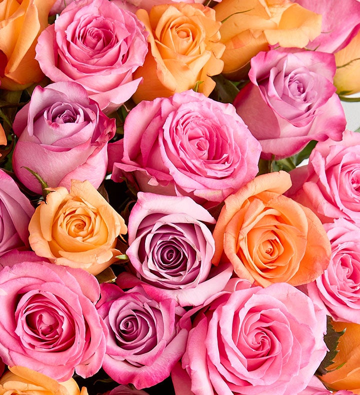 Spectacular Sorbet Roses™ | 1800Flowers