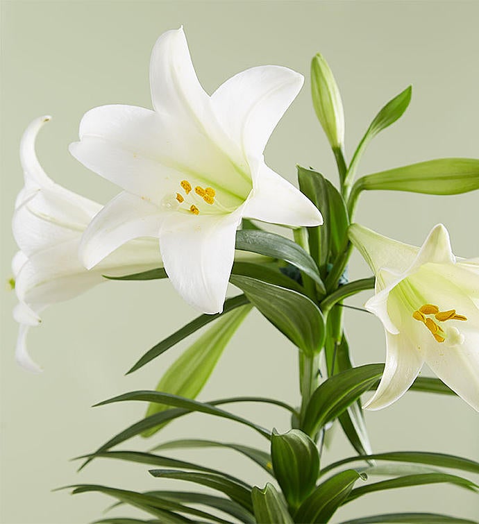 Easter Sentiments™ Lily Plant