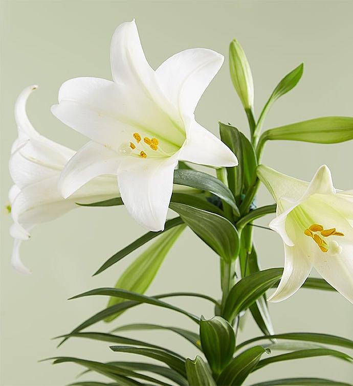 Easter Sentiments™ Lily Plant | 1800Flowers.com - 3150