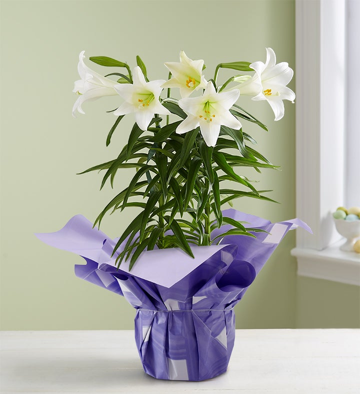 Easter Sentiments™ Lily Plant | 1800Flowers.com - 3150