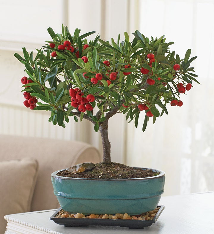 Dwarf Pyracantha Bonsai