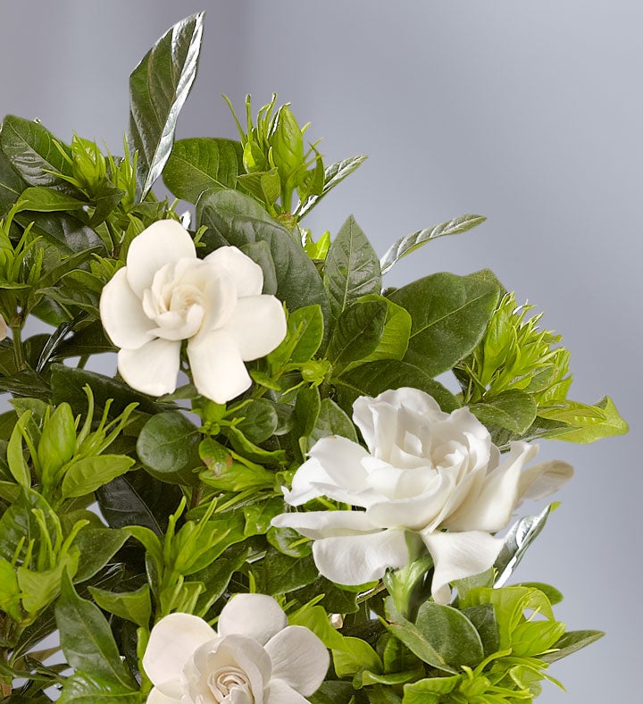 Cherished Gardenia