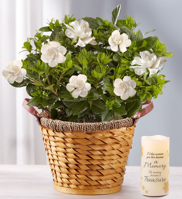 Cherished Gardenia