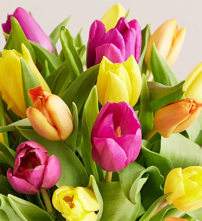 Assorted Tulips