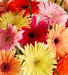 Happy Gerbera Daisies