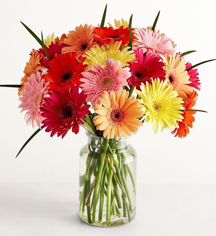 Happy Gerbera Daisies