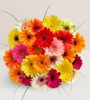 Happy Gerbera Daisies