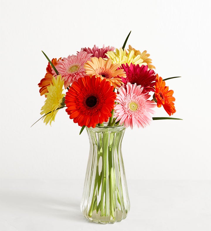 Happy Gerbera Daisies