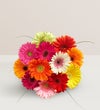 Happy Gerbera Daisies