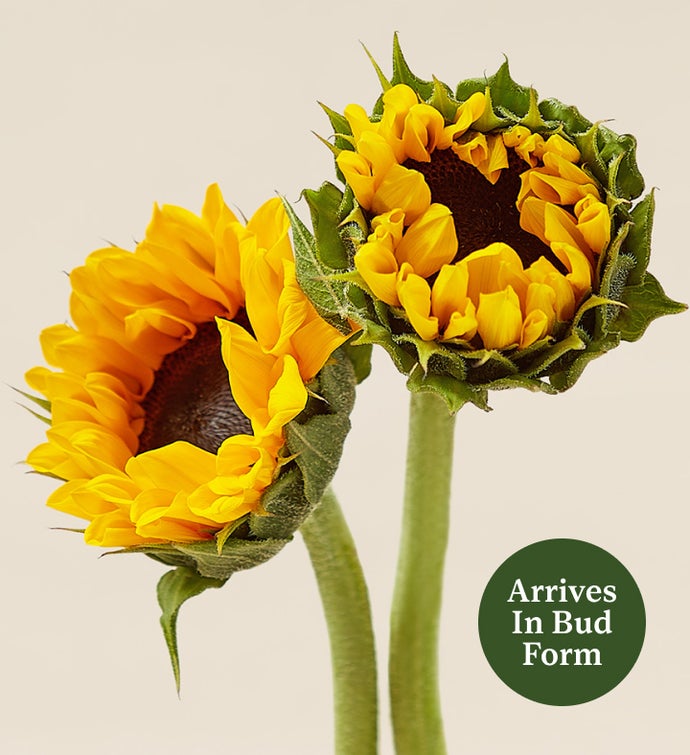 Keepsake Farmhouse Sunflower Wreath - 18"