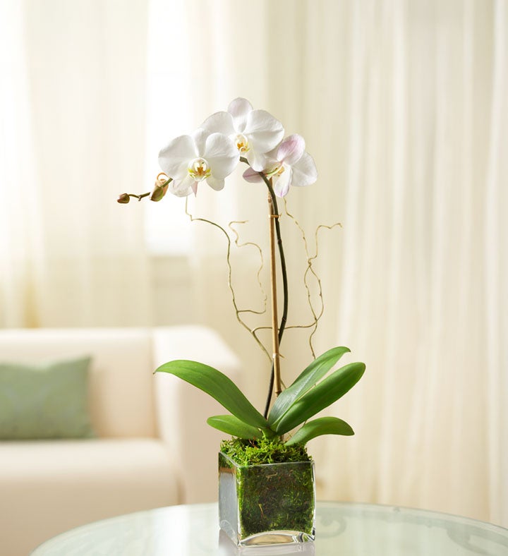 White Phalaenopsis Orchid