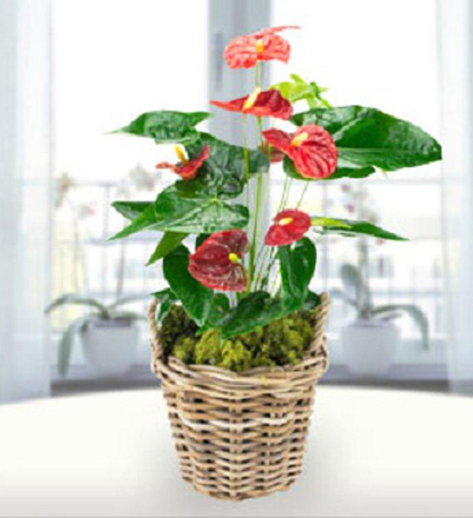 Tropical Anthurium Plant