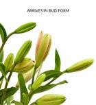 Deluxe Pink Rose & Lily Bouquet