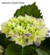 Garden Hydrangea