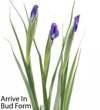 Fanciful Spring Tulip & Iris Bouquet