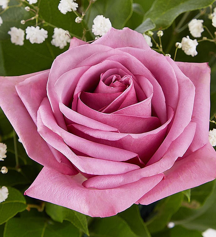 Rose Elegance™ Premium Long Stem Lavender Roses