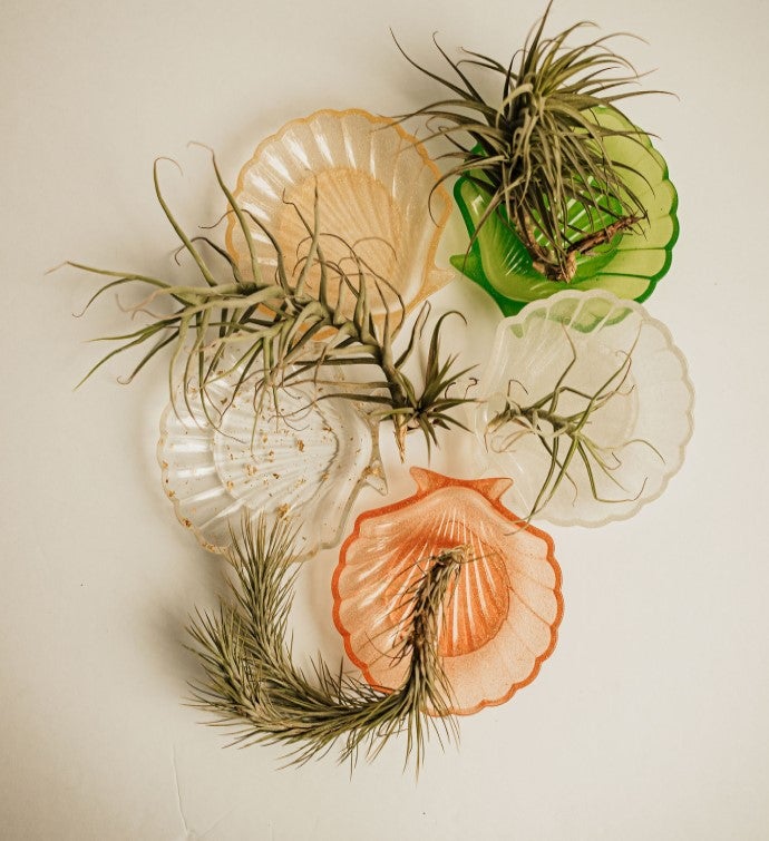 Celebration Diy Succulent Terrarium Gift Box | Goodsey.com