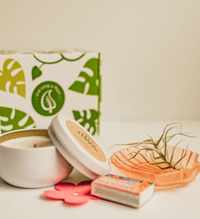 Celebration Diy Succulent Terrarium Gift Box | Goodsey.com