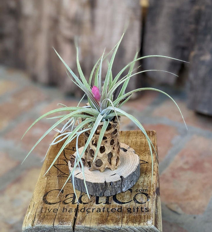 Blooming Large Air Plant Arrangement With Cholla And Driftwood