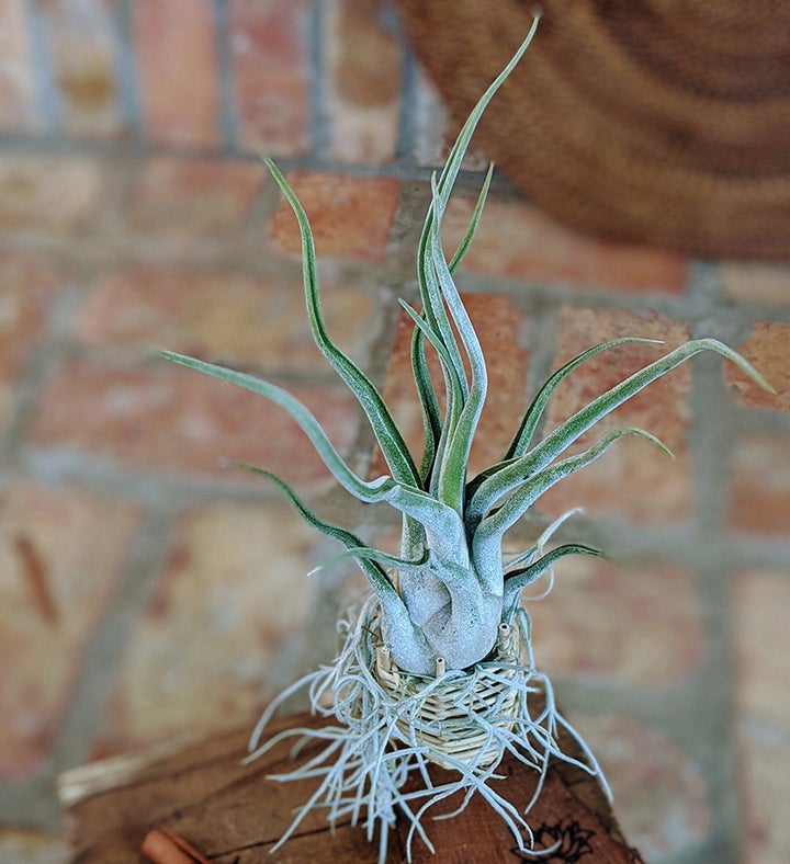 Air Plant In A Vine Cone